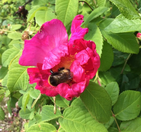 Valamonruususta tykkäävät myös mehiläiset